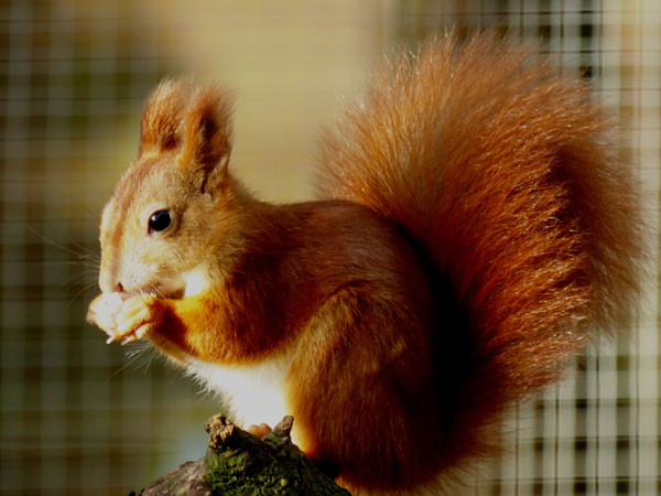 Visitor David Openshaw caught this great image of one of our Red Squirrel youngsters, which he entered into our 2017 Photo Competition