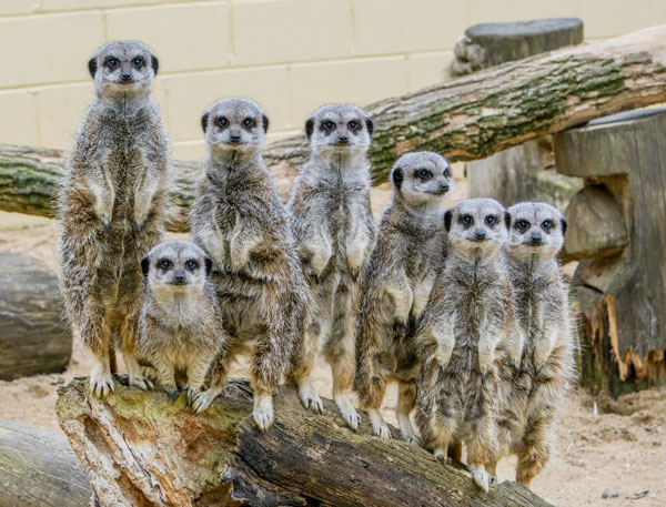 Smile please! This great photo of our inquisitive mob was taken by visitor Bob Berrisford