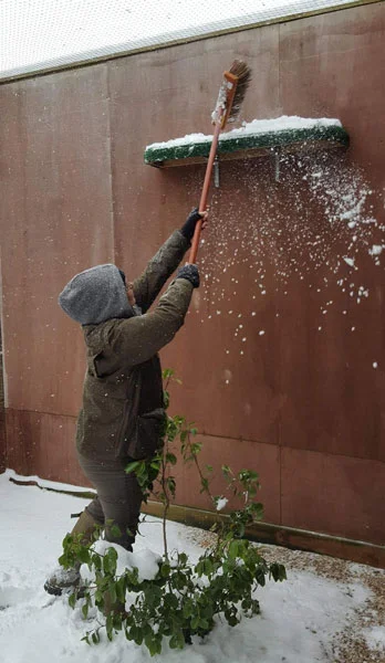 The long arm of the falconer, brushing the snow from one of the high ledges in the Red Kite aviary