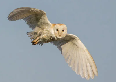 barn-owl--kestrel-o06.jpg