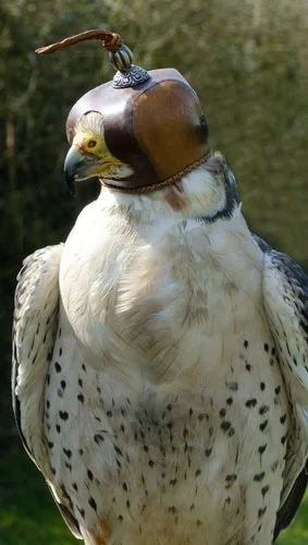 The hood affords Lock the Lanner Falcon comfort and security whilst waiting to work in close proximity to other birds of prey.