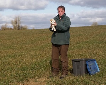 Thar she blows! - whilst Liz took a buffeting on a particularly windy day, at least the Barn Owl got off to a flying start as he was returned to the wild.