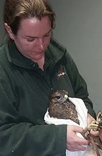 Liz cradles Ash, one of our buzzards, in the comfort of a towel as she fits his new jesses