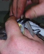 Ash's beak is very carefully filed - if it grew too long it may split and cause pain to the bird