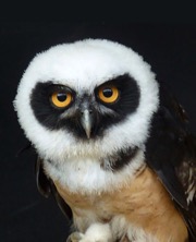 spectacled-large.jpg