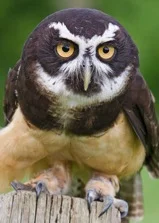 spectacled-owl-2.jpg