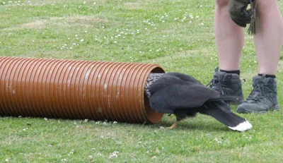 … even scurrying down pipes to find that last morsel!