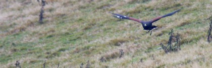 A Harris' Hawk shows off his aerial prowess on a field day course