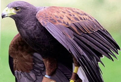 The Harris' Hawk - one of the most social birds of prey in terms of working with humans - sports a rich, russet plumage