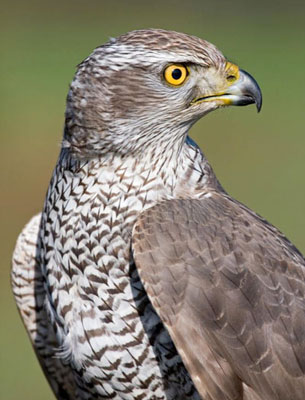 The Goshawk is a handsome bird with piecing eyes and formidable powers of flight