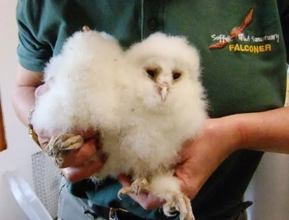 Storm damage Barn Owl orphans settle into the hospital.