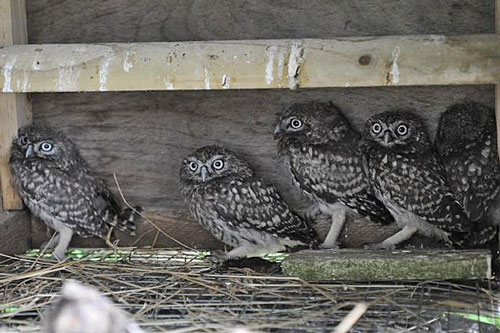 Now We Are Five - our four 'outfoxed' Little Owls plus an additional one prepare for the off!