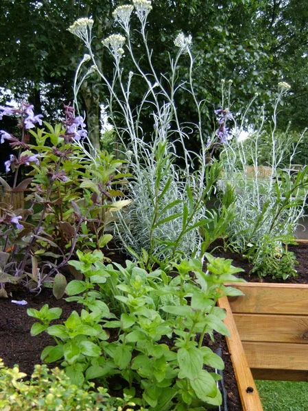 herbaceous-border-l.jpg