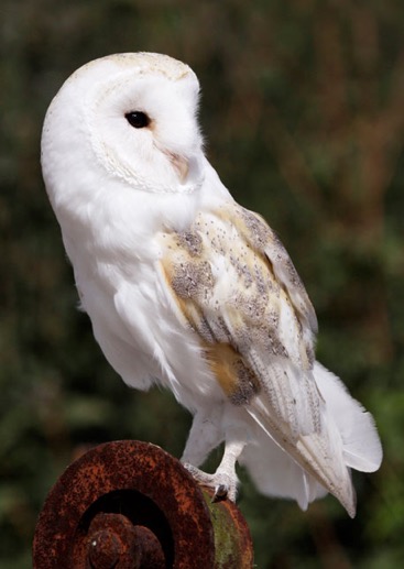 Our particular nominee - now let’s see, it’s a...?
