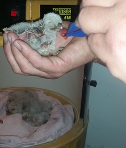 One of the youngsters is hand-fed by Maz as the others recuperate in the warmth of the incubator