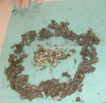 pellets-3.jpg