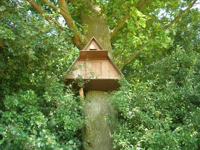 A Barn Owl nest box sited high in a tree, out of harms way