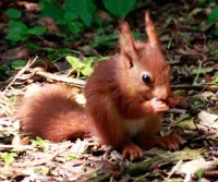 squirrel-3.jpg