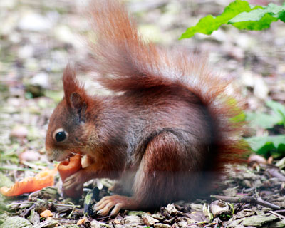 squirrel-3-2.jpg