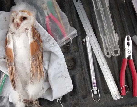 With expert handling, the weight and size of each pulli (young owl chick) is carefully recorded and ringed, information which is shared with other organisations to contribute to a nationwide picture of owl population trends