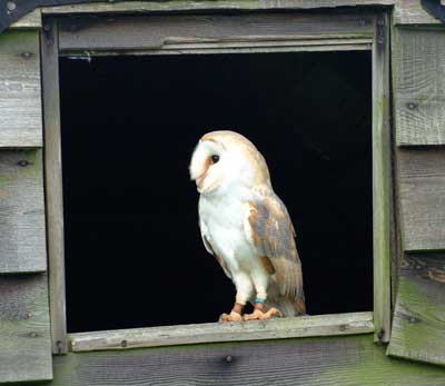 Our Barn Owl Cobweb free lofts in an aviary 8ft x 12ft with three perches
