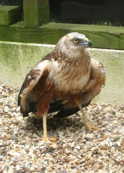 This Marsh Harrier is typical of the larger species of wild birds of prey we are now privileged to treat, nurture and re-habilitate