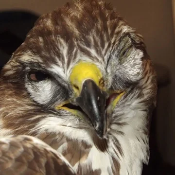 One eye is already on the mend