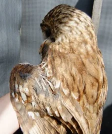 hammy-damaged-wing.jpg