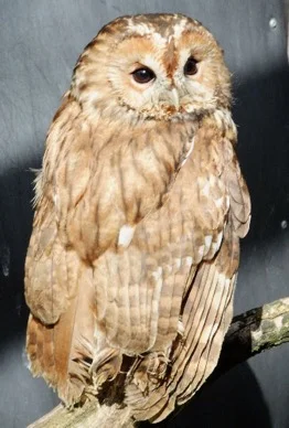 Before long, friend 'Hammy' should be winging his way back to the wild