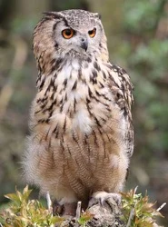 baloo--the-indian-eagle-owl-at-suffolk-owl-sanctuary.jpg