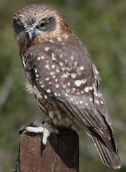 Aukland the Boobook Owl