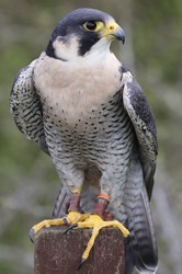 Ray the Peregrine Falcon
