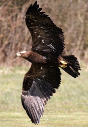 Rheia the Steppe Eagle