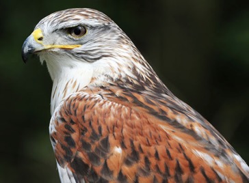 Nigel the Ferruginous Buzzard