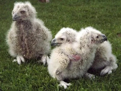Three European Eagle Owl chicks get their first airing - it won't be long before they're real beauties