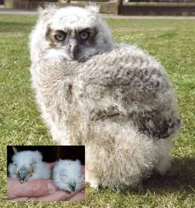 What a difference a month makes - in just 4 weeks this Great Horned Owl chick has developed beyond all recognition