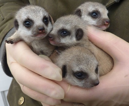 Introducing Eeny, Meeny, Miny and Moe - a real handful at 3 weeks old