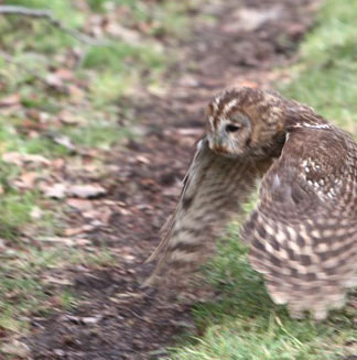 … and there, he's off!