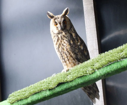 Fit for the off! After a few days good food this once-emaciated visitor was ready to go back to the wild