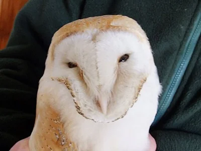 Four days at home and keeping hubby awake at night was a price worth paying to get this emaciated Barn owl on the right road to recovery