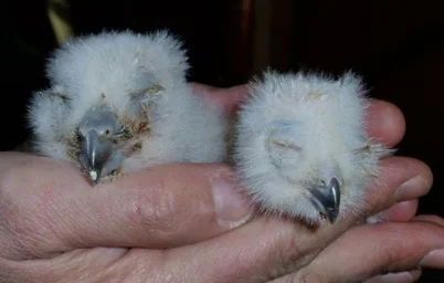 Both unbelievably tiny, these two owlets are the first to hatch at the Suffolk Owl Sanctuary this year