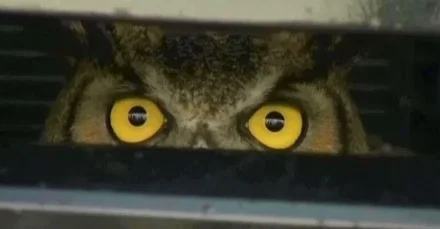 owl-under-bonnet.jpg