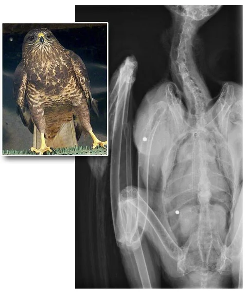 Though having been shot twice, this Buzzard was eventuallyreturned safely to the wild