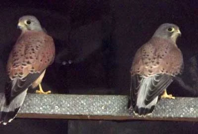 Both Kestrels have now been safely released on a local estate