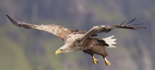 The mature female sea eagle has a wingspan go up to 8ft (2.5m)