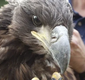 sea-eagle1sm2.jpg