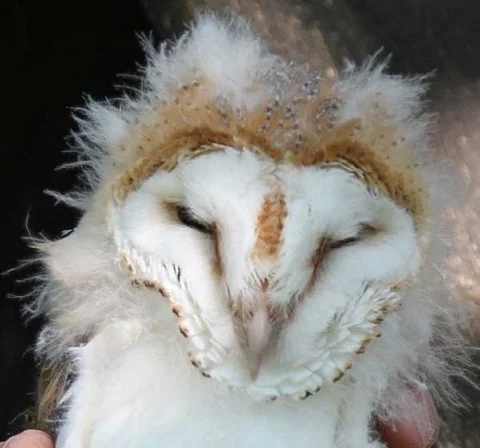 This downy youngster was found in a weakened state but was properly nourished before he joined his new family