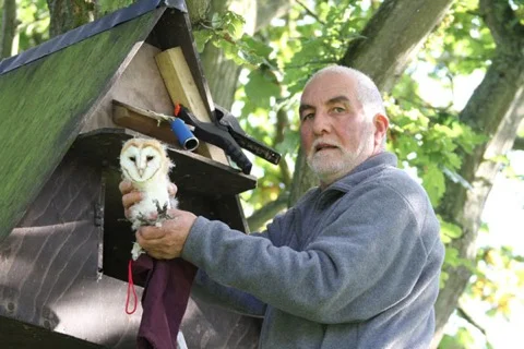 Chris climbs aloft to put return one of the young owlet trio to the nest box.