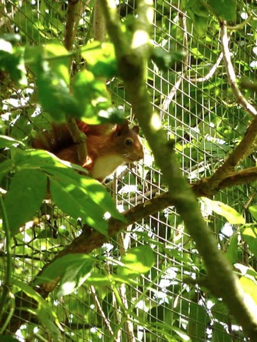 squirrel-in-branches-2.jpg