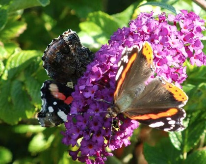 red-admiral-0026-small-tortoise-shell.jpg